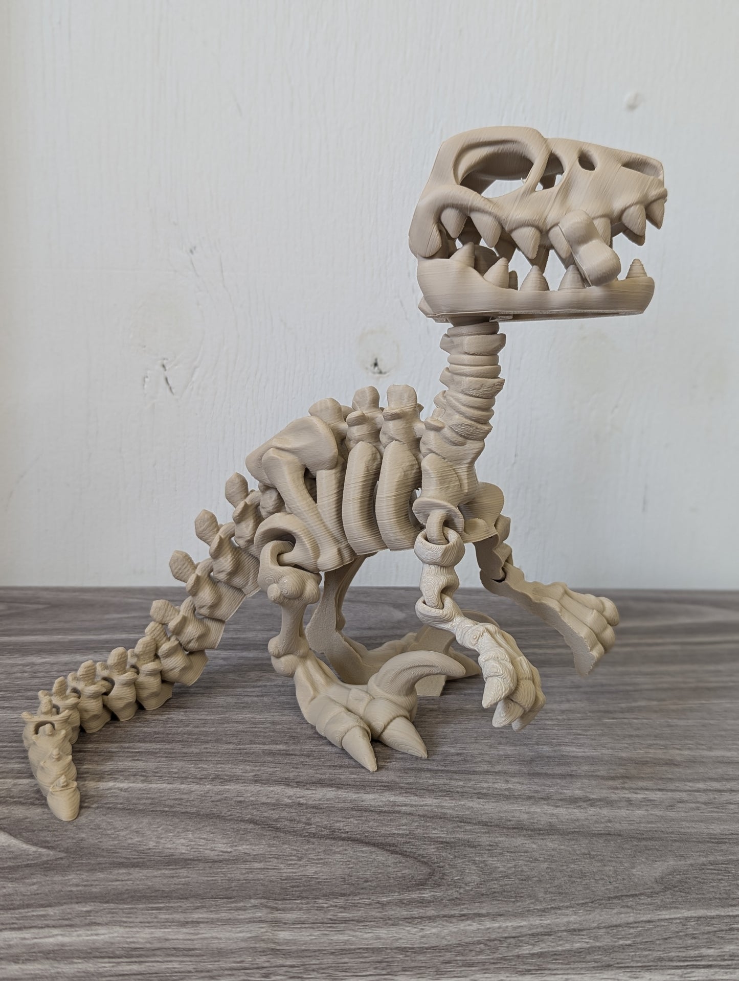 Skeleton Velociraptor
