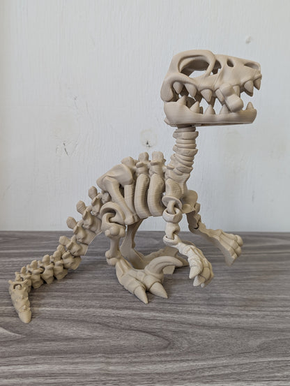 Skeleton Velociraptor