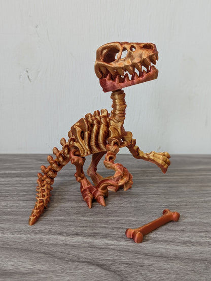 Skeleton Velociraptor